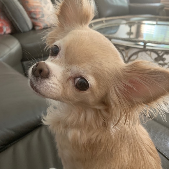 Meet your Posher, Robin - Picture 1 of 1